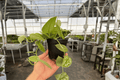 Scindapsus Exotica Live Plant (Scindapsus pictus ‘Exotica’) – 4-Inch Cultivation Size, Bare Root