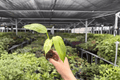 Philodendron Jose Buono Starter Plants (2) - Plug Form, Exact Plants