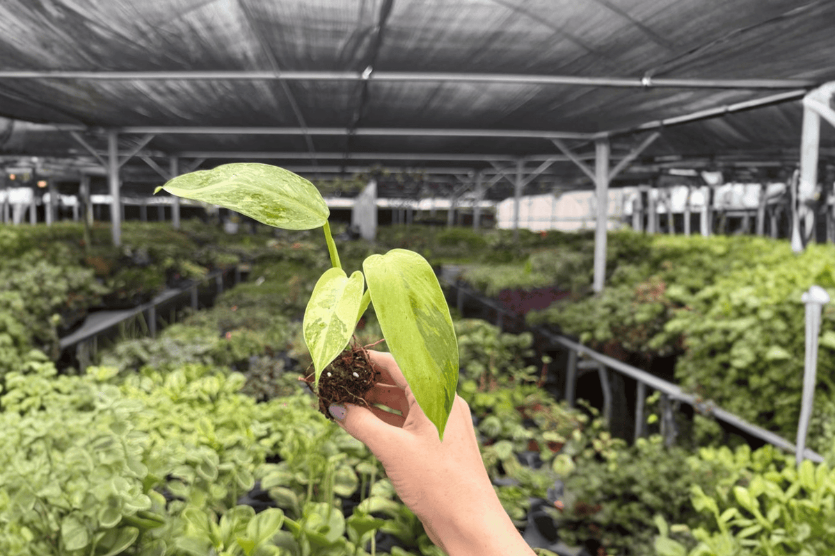 Philodendron Jose Buono Starter Plants (2) - Plug Form, Exact Plants