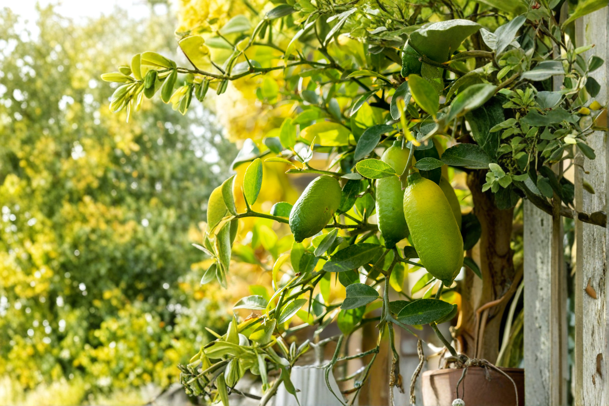 Giant Finger Lime Tree Live Plant Citrus australasica – Rare Finger Lime Fruit Tree