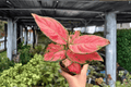 Aglaonema Super Pink - 2 Exact Live 4-Inch Pots