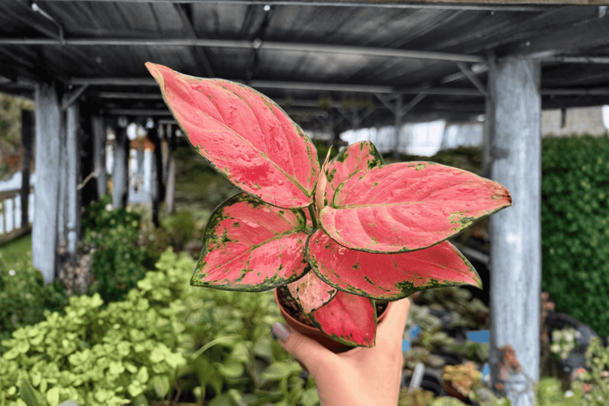 Aglaonema Super Pink - 2 Exact Live 4-Inch Pots