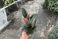 Ficus elastica Burgundy (2 Live Plants) in 4-Inch Pots - Burgundy Rubber Plant