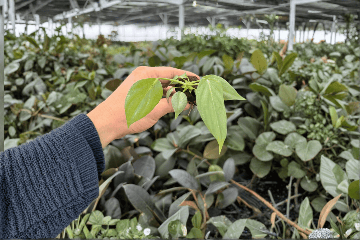 Philodendron Dean McDowell Starter Plants in Plugs — 2 Live Plants