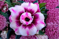 Triple Crown Desert Rose Seeds (Adenium obesum) - 10 Seeds, Indoor/Outdoor, Warm Climate