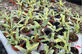 Alocasia Lauterbachiana Mint – Rooted 4-Inch Pot Live Plant