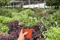 Variegated Peperomia Obtusifolia — 2 Live Plants in 4-Inch Pots | Shipped in Pots