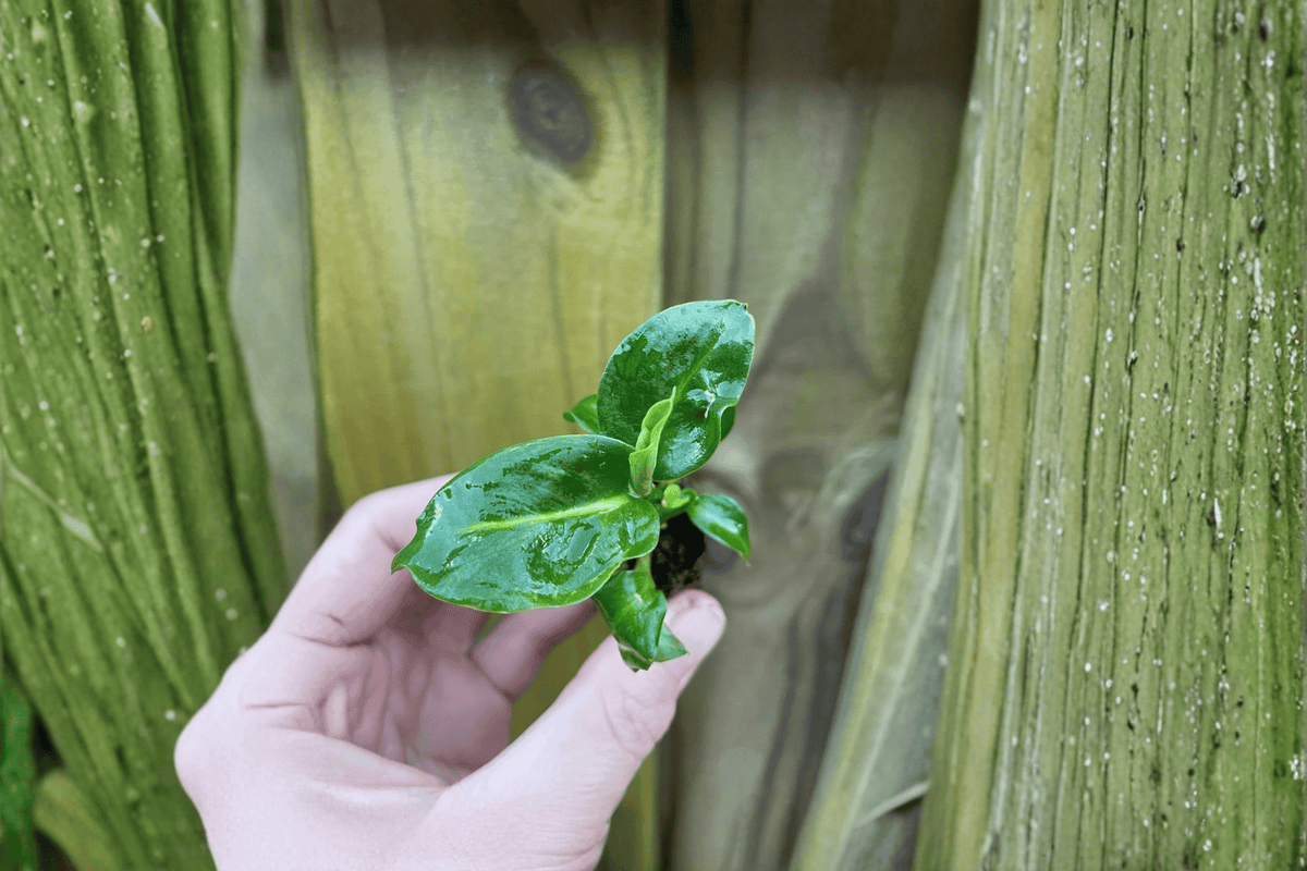 Dieffenbachia 'Green Magic' Starter Plants - Bare Root (2) | Dumb Cane
