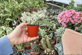 Edgar’s Baby Dragon Fruit Starter Plants – 2-Pack, 2-Inch Pots (Selenicereus)
