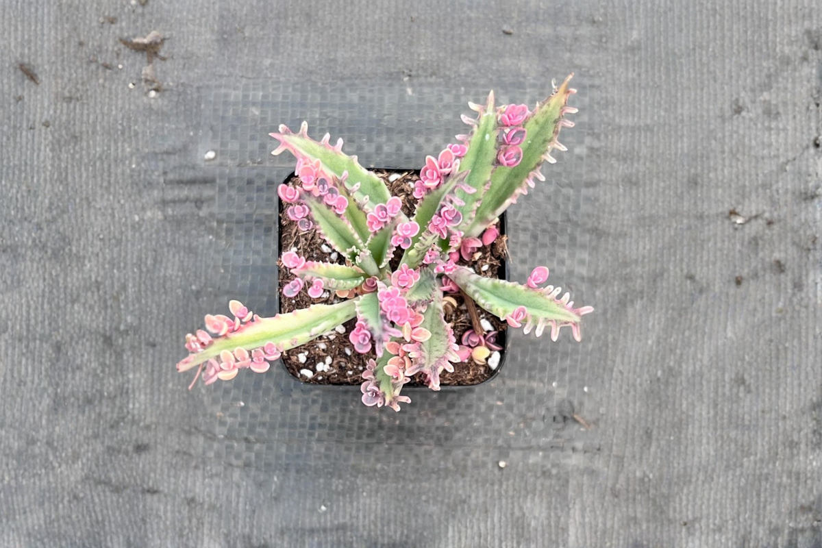 Kalanchoe Pink Butterflies Succulent - 2-Inch Rooted Plant