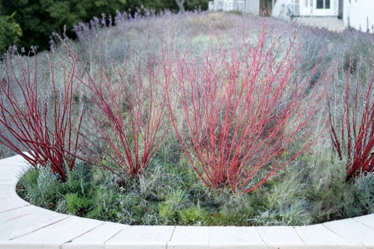 Bailey Red Twig Dogwood Starter Plant – Cornus sericea 'Baileyi' (12+ Inches)