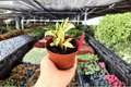 Variegated Stachyphrynium repens - 2 Potted Live Plants (4-Inch)