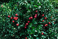 Lychee Tree Seedling Litchi chinensis – 1–2 ft Tall Live Plant