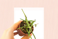 Hoya Linearis Rooted Cutting - 2 inch Pot Live Plant, Trailing Tropical Houseplant