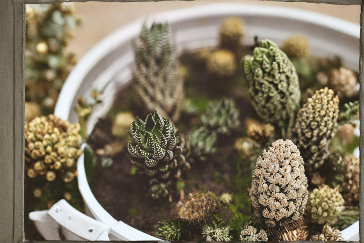 Haworthia coarctata Live Succulent Plant – Fully Rooted in 2" Pot