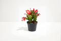 Holiday Cactus Schlumbergera Truncata - 4 Inch Rooted Cutting/Live Plant