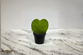 Hoya Kerrii Heart Shaped Live Plant - 2-Inch Rooted Starter in Pot