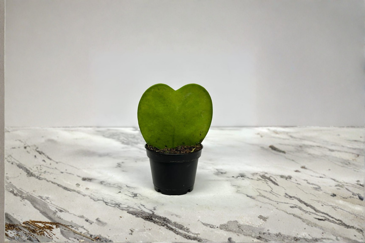Hoya Kerrii Heart Shaped Live Plant - 2-Inch Rooted Starter in Pot
