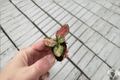 Aglaonema Black Maroon Starter Plants - 2 Bare Root (Aglaonema Hybrid) Indoor Foliage