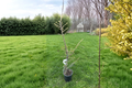 Granny Louise Atlas Cedar 18 Inch Live Plant - Cedrus atlantica Weeping Evergreen Conifer