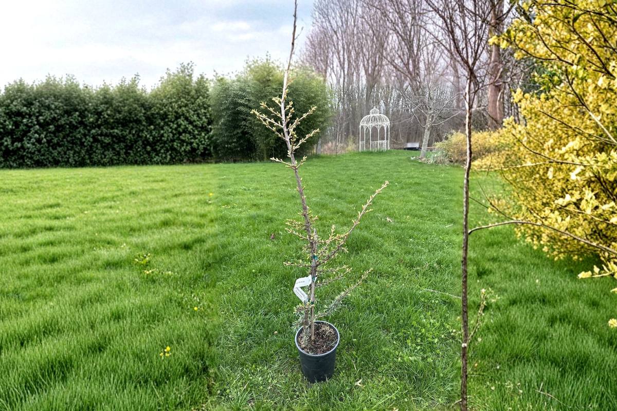 Granny Louise Atlas Cedar 18 Inch Live Plant - Cedrus atlantica Weeping Evergreen Conifer