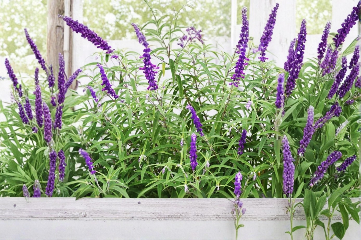 Organic Mexican Bush Sage Live Plant (Salvia leucantha) - 4–6 Inch Rooted Starter