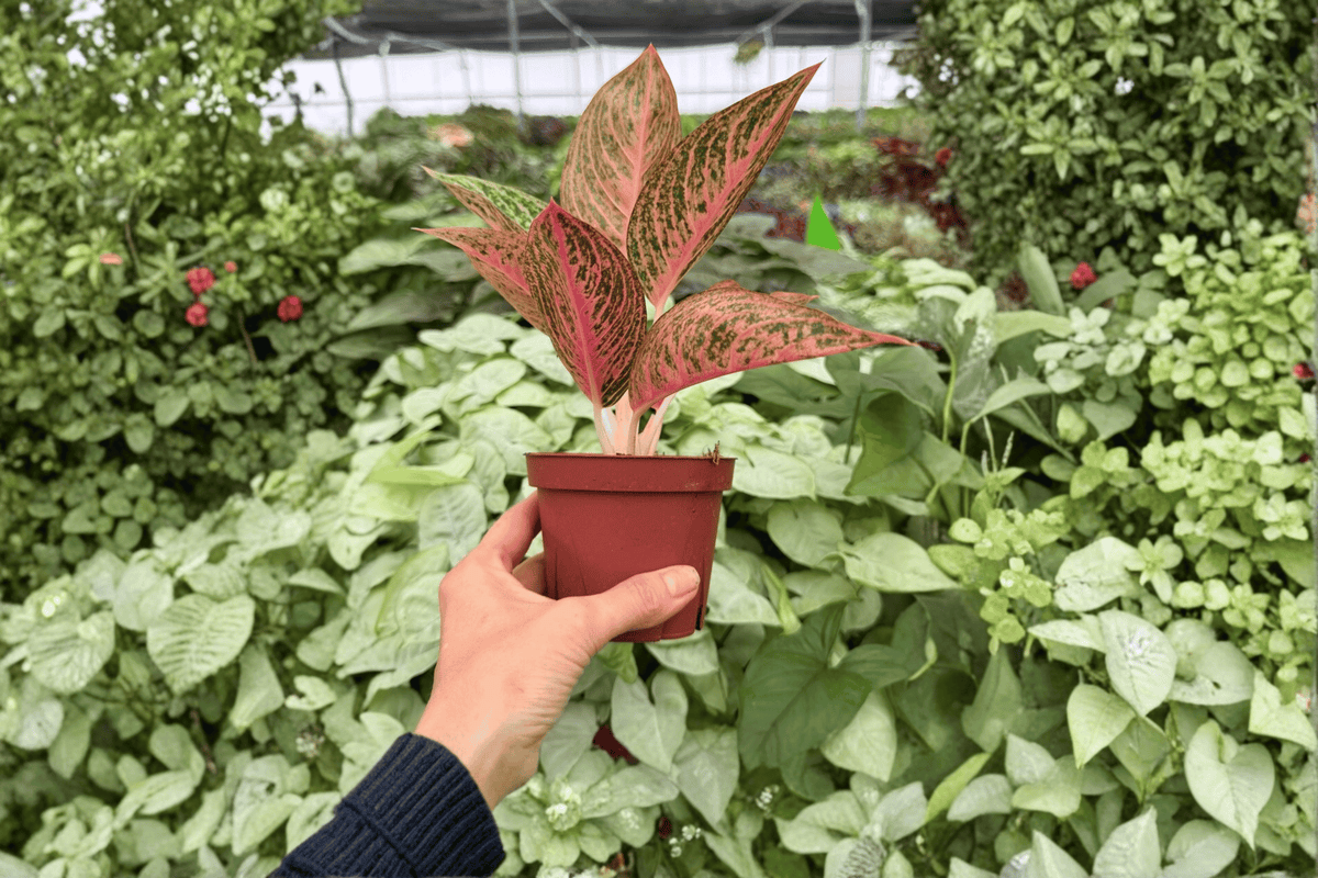 Aglaonema Red Legacy 2 Live Plants - 4-Inch Pots - Red Legacy