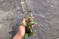 Hoya sigillatis Splash Starter Plants – 2 Live Starter Plants, Bare-Root
