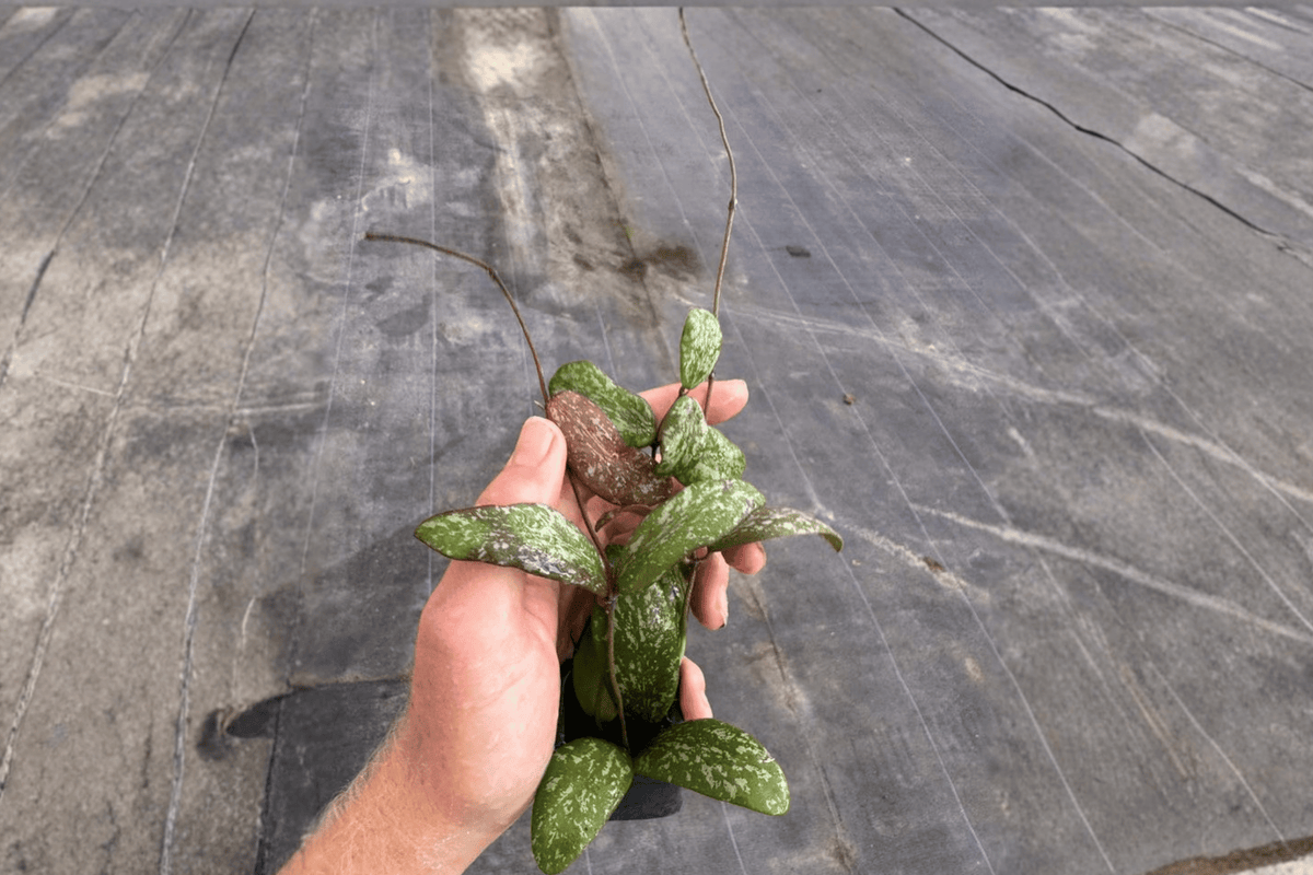 Hoya sigillatis Splash Starter Plants – 2 Live Starter Plants, Bare-Root