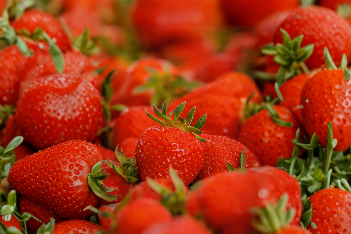 Ever Sweet Strawberry Live Plant in 4-Inch Pot | Fragaria × ananassa