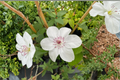 Clematis Miss Bateman - 1 Gallon Live Climbing Vine with White Blooms