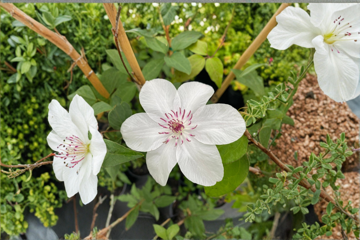 Clematis Miss Bateman - 1 Gallon Live Climbing Vine with White Blooms