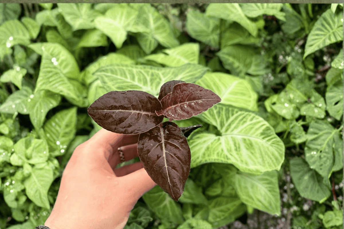 Ardisia 'Black Blood' Starter Plants (2) – Live Tropical Foliage, Nursery Pot