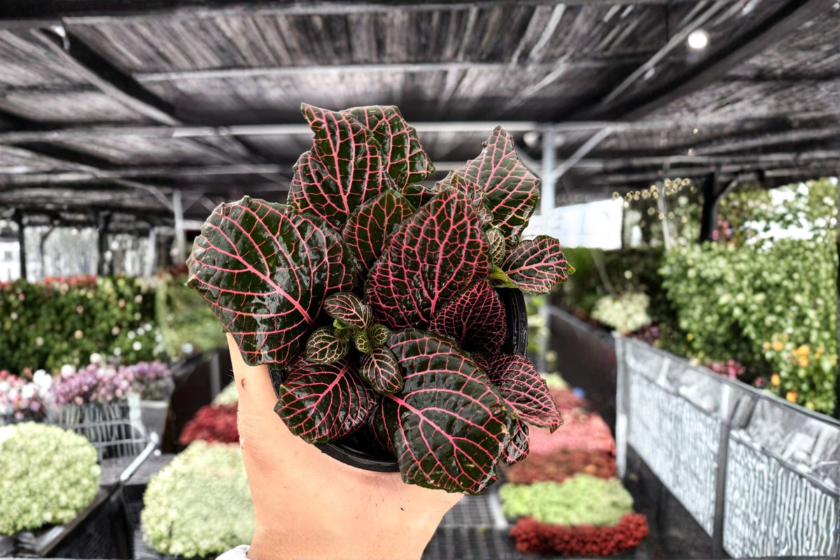 Fittonia albivenis Pink Nerve Plant - 2 Live Plants in 4-Inch Pots