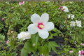 Lohengrin Rose of Sharon Hibiscus Bush 2-Gallon Pot Pink Flowers