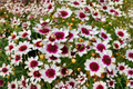 Coreopsis Ice Wine Live Starter Plant - 2.5x3.5 In Pot