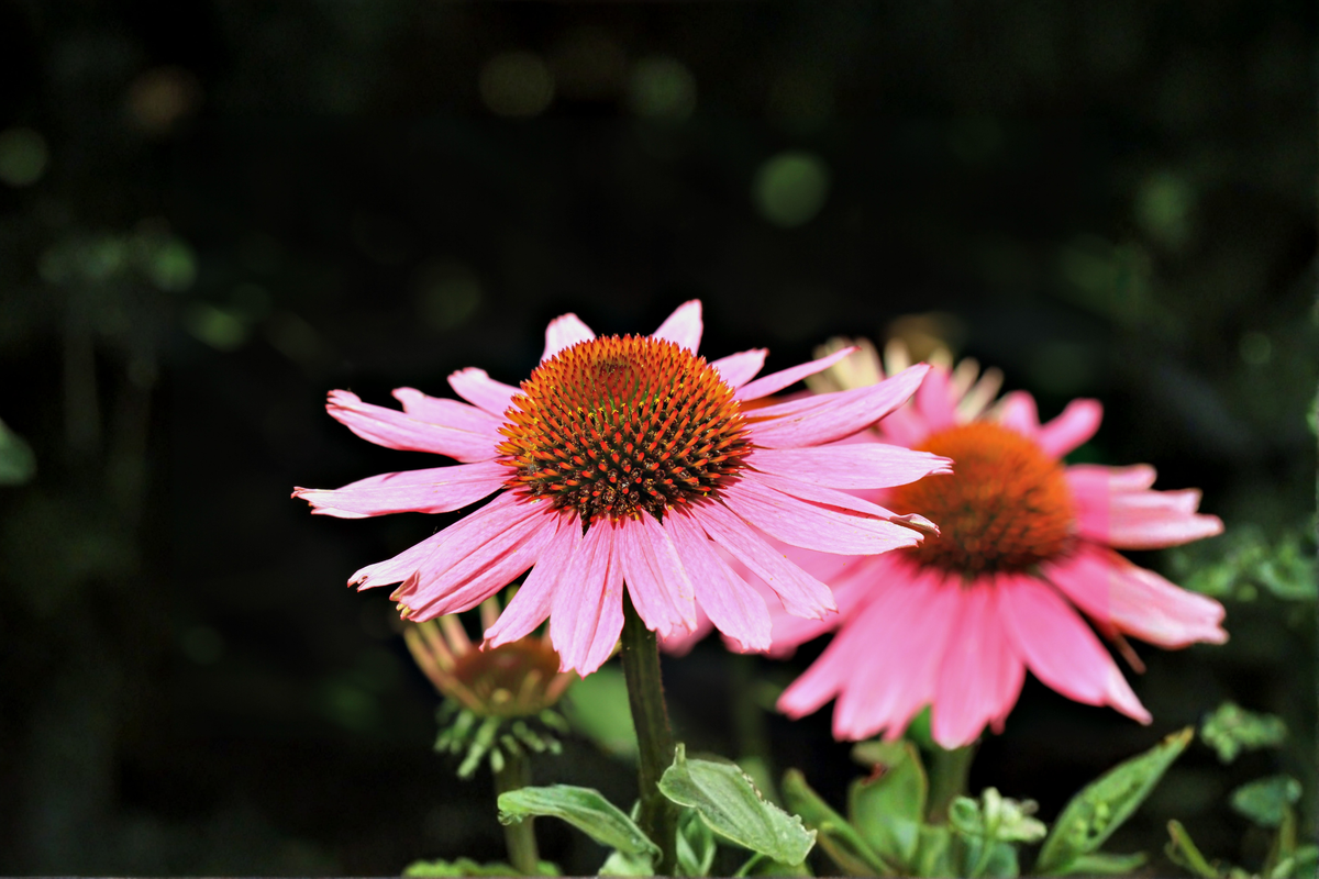 PowWow Wild Berry Coneflower Echinacea purpurea | 3 Rooted Starter Plants, 1 Quart Pots
