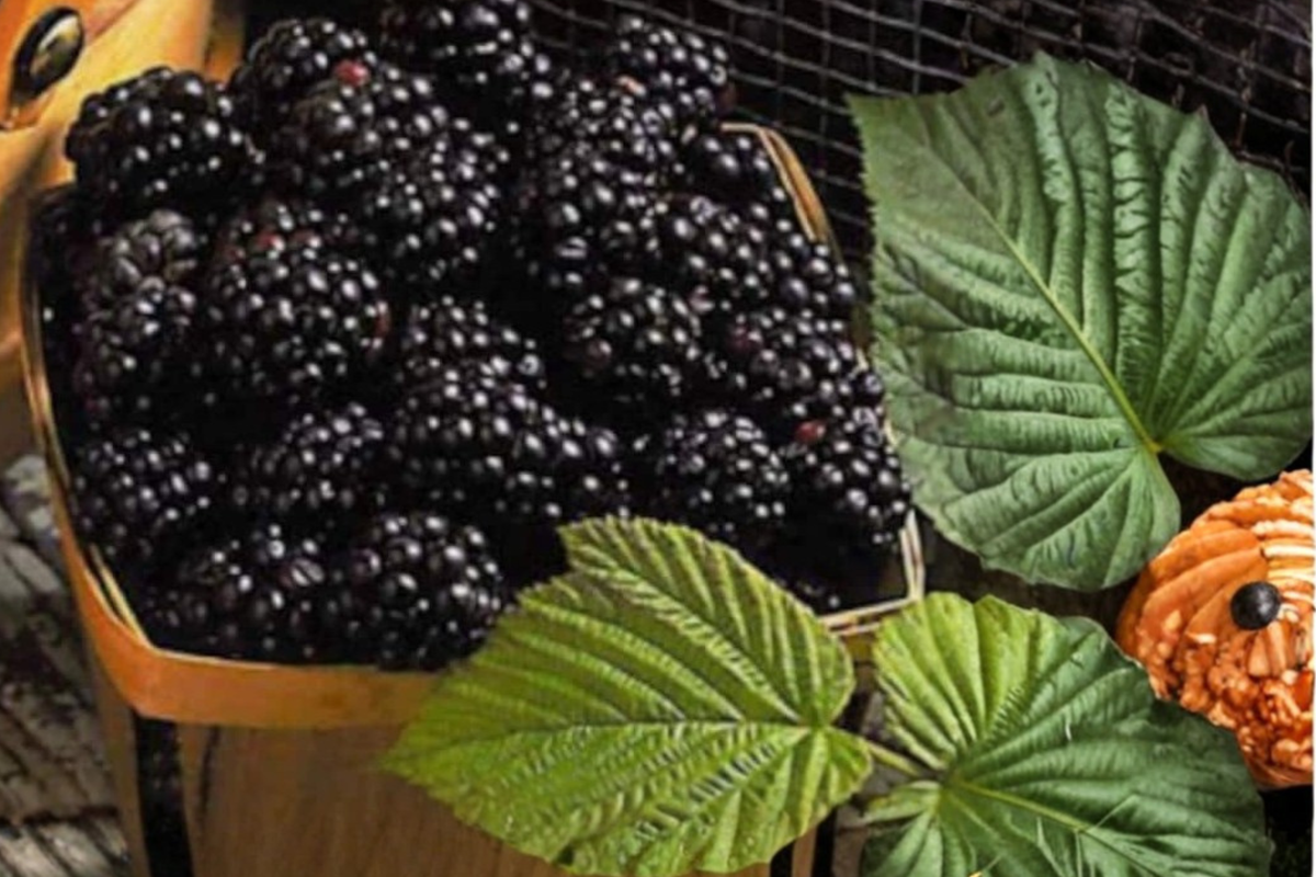 Giant Mulberry Seeds - 100 Seed Pack for Indoor Pots or Outdoor Garden