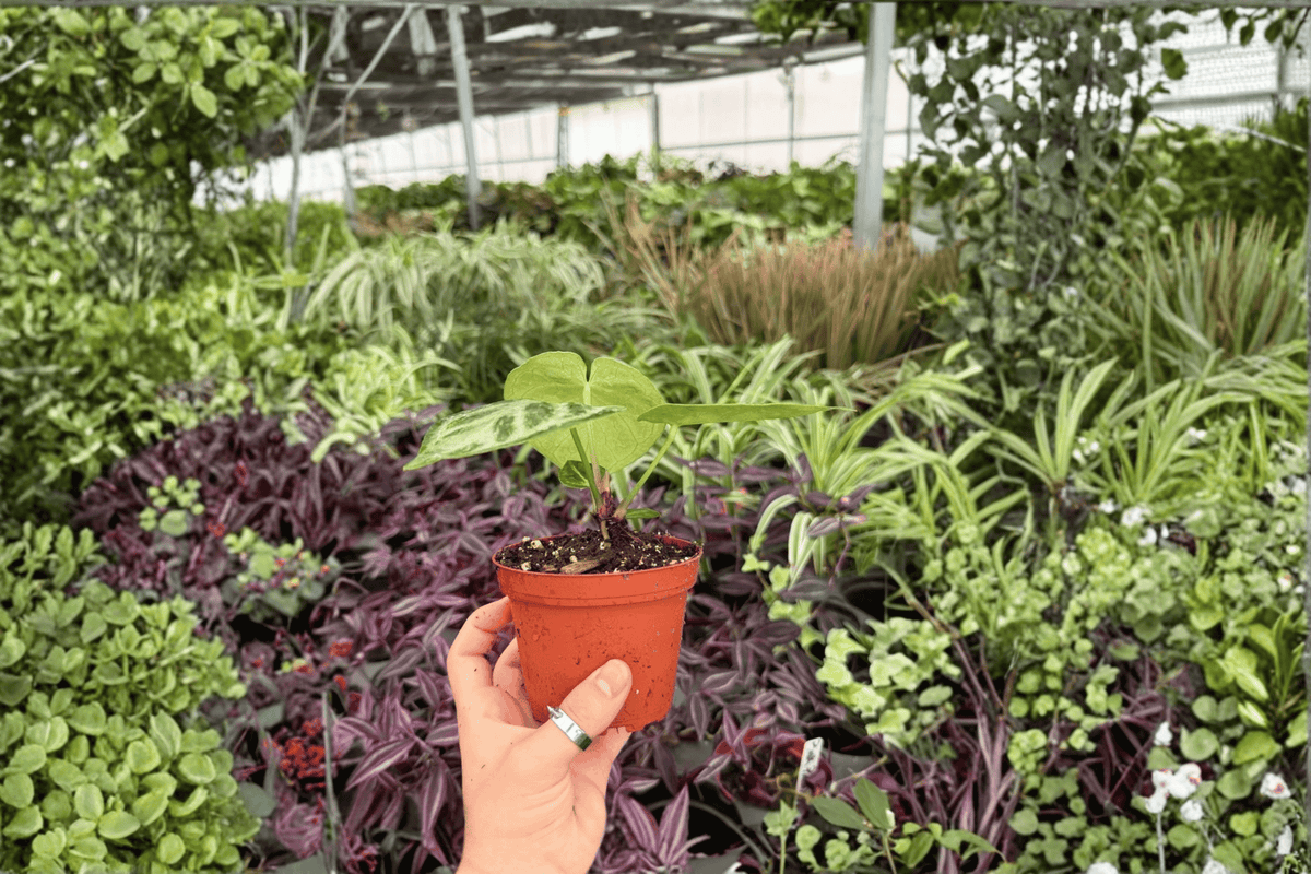 Anthurium Silver x Ferrari - 2 Exact Live Plants in 4-Inch Pots (Hybrid)</