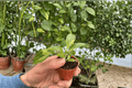 Variegated Burle Marx Philodendron Burle-Marxii Starter Plants – 2-Pack, 2-Inch Pots
