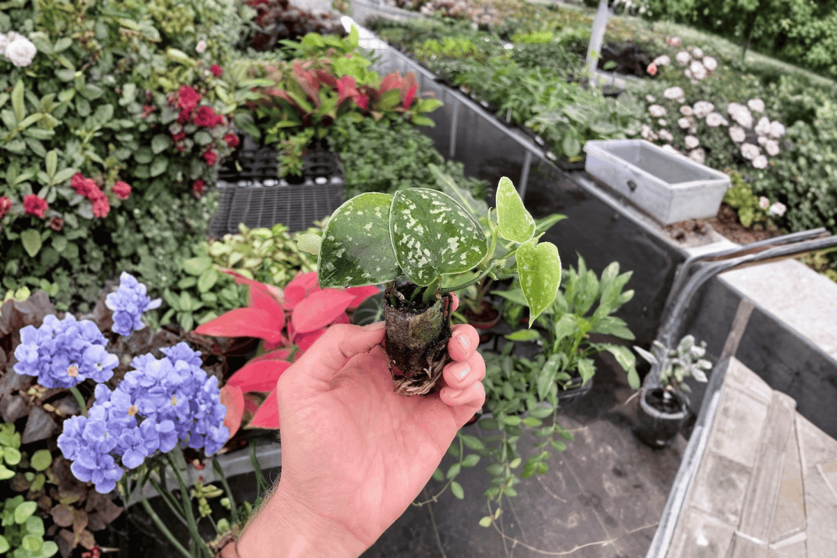 Scindapsus Exotica Starter Plants (2) Bare Root – Scindapsus pictus 'Exotica'