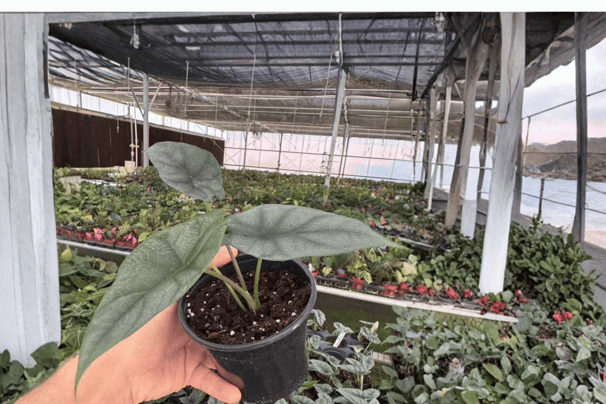 Alocasia Silver Wings Hybrid Live Plant (Scalprum × Silver Dragon) - 4-Inch Bare Root