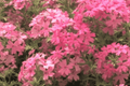 Tapien Pink Verbena Live Plant - 4-Inch Pot (Verbena hybrid 'Tapien Pink')