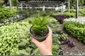Sansevieria Jewel Crown - 2 Exact Live Plants in 4" Pots