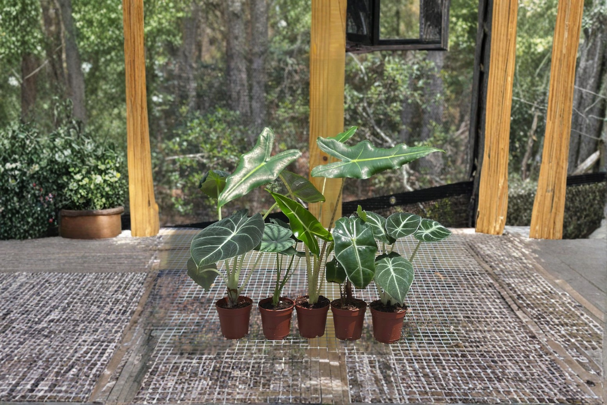 Alocasia Assorted Starter Pack – Rooted 2-Inch Starter Plants (Frydek, Jacklyn, Polly, Sarian, Cuprea)