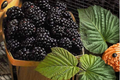 Jumbo Mulberry Seeds - 100 Seed Pack for Outdoor Gardens and Containers