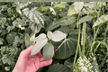 Philodendron hastatum Silver Sword Starter Plants | 2-Pack Bare Root