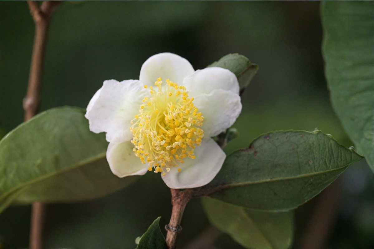 Camellia sinensis Live Tea Plant Starter - 3–5 Inches Tall Shipped Without Pot