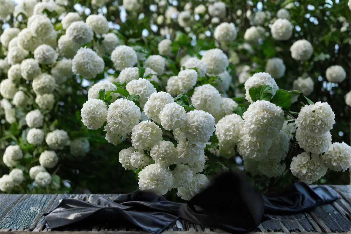 Old Fashion Snowball Viburnum (Viburnum opulus 'Roseum') Live Plant - 4–12 Inches Tall in 4-Inch Pot