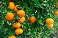 Owari Satsuma Mandarin Grafted Live Tree | Easy Peel Citrus - Container Friendly